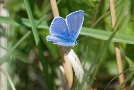 13 Couleurs Suède, 09 papillon bleu