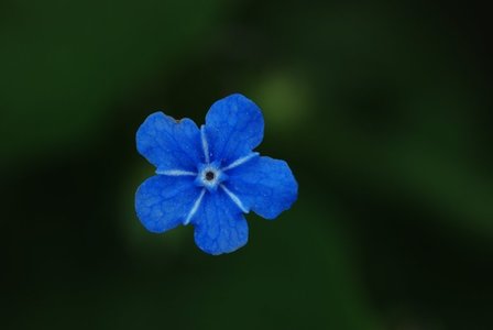 13 Couleurs Suède, 34 petite fleur bleue