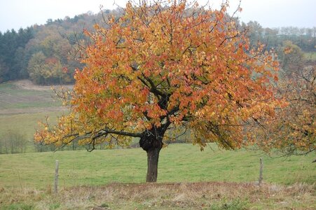 14- La Drôme, Arbre