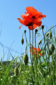 14- La Drôme, Coquelicot