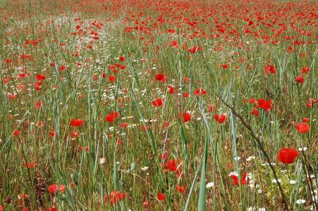 14- La Drôme, Coquelicots