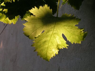 14- La Drôme, feuille de vigne