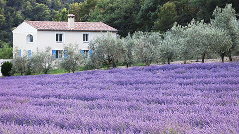 14- La Drôme, Champ de lavande