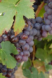 14- La Drôme, Raisins