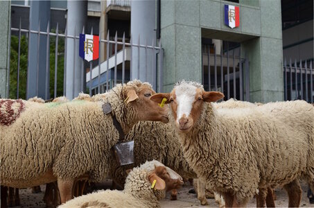 15-Facettes de Valence, Moutons devant la Préfecture