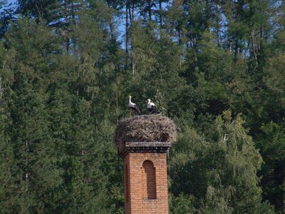 Bulg_2013-Tryavna-Les-oiseaux, Comme quoi ...