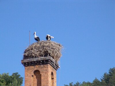 Bulg_2013-Tryavna-Les-oiseaux, ... les cigognes ...