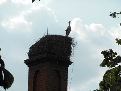 Bulg_2013-Tryavna-Les-oiseaux, ... ne sont pas ...