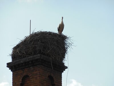 Bulg_2013-Tryavna-Les-oiseaux, DSCN0917