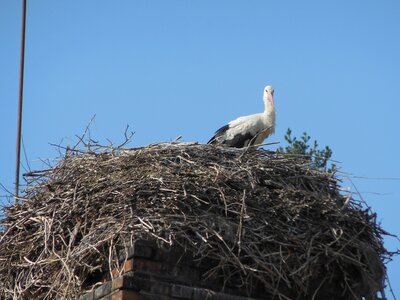 Bulg_2013-Tryavna-Les-oiseaux, ... des Alsaciens !