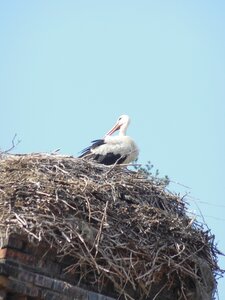 Bulg_2013-Tryavna-Les-oiseaux, DSCN0921