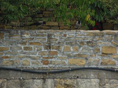 Bulg_2013-Tryavna-Les-oiseaux, Corbeaux bulgares (sur le mur)
