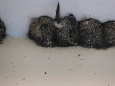 Bulg_2013-Tryavna-Les-oiseaux, Ravitaillement (s) en vol.