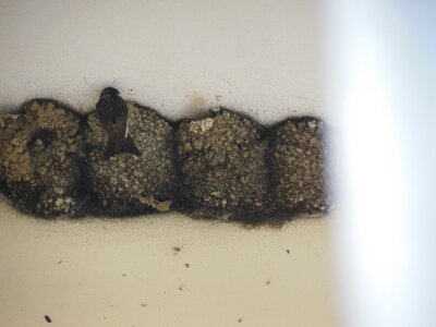 Bulg_2013-Tryavna-Les-oiseaux, DSCN1069