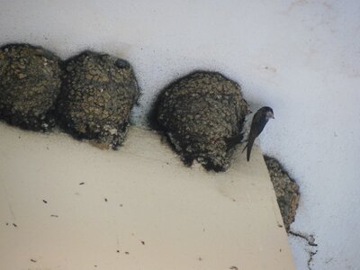 Bulg_2013-Tryavna-Les-oiseaux, DSCN1081