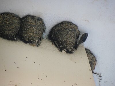 Bulg_2013-Tryavna-Les-oiseaux, DSCN1082