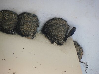 Bulg_2013-Tryavna-Les-oiseaux, DSCN1083