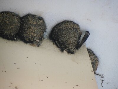 Bulg_2013-Tryavna-Les-oiseaux, DSCN1084
