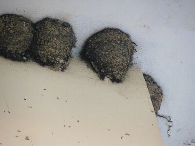Bulg_2013-Tryavna-Les-oiseaux, DSCN1087