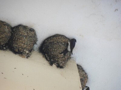 Bulg_2013-Tryavna-Les-oiseaux, DSCN1094