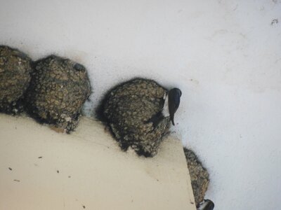Bulg_2013-Tryavna-Les-oiseaux, DSCN1095