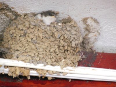 Bulg_2013-Tryavna-Les-oiseaux, DSCN1201