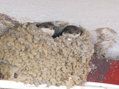 Bulg_2013-Tryavna-Les-oiseaux, DSCN1203