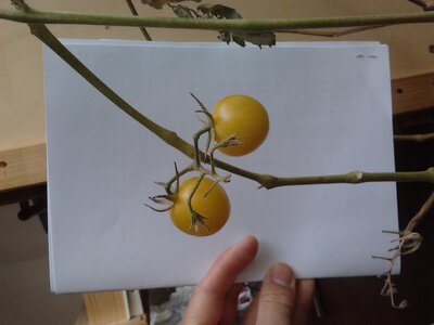 La Grelinette, Tomates jaunes