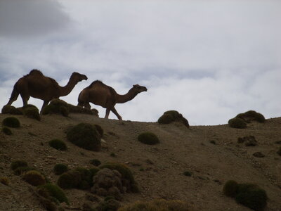 Maroc Claude Septembre 2013, SS850064