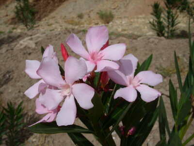 Maroc Claude Septembre 2013, SS850147
