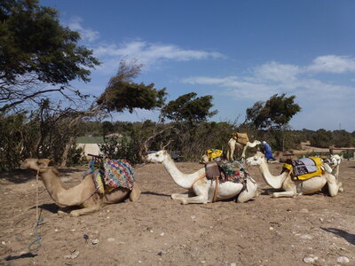 Découverte Essaouira août 2013, P1000781
