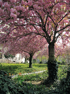 Paris, cerisiers