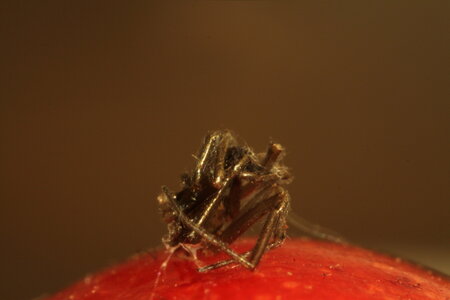 Première macro, Araign