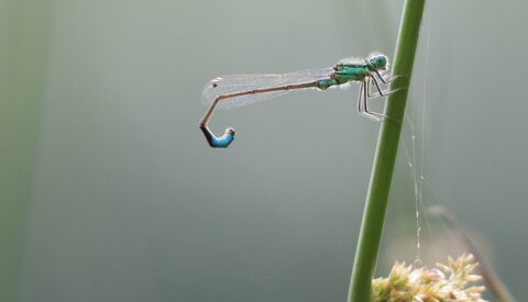 Première macro, libellule
