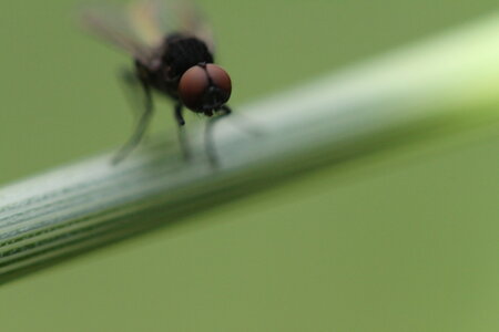 Première macro, mc_fly2