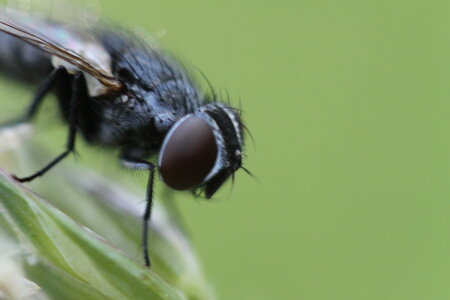 Première macro, The_fly