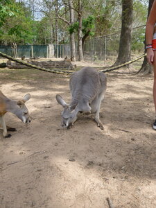 Australia 2013, P1000149