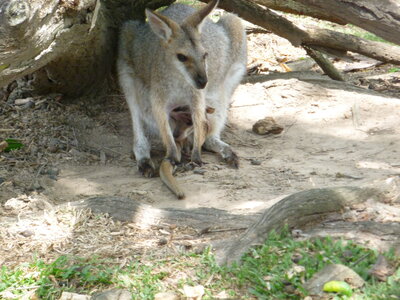 Australia 2013, P1000144