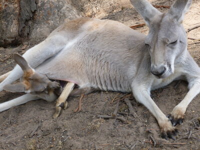 Australia 2013, P1000137