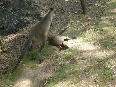 Australia 2013, P1000142
