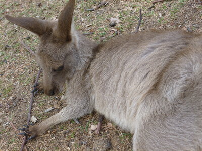 Australia 2013, P1000133