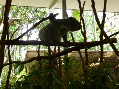 Australia 2013, P1000125