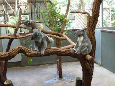 Australia 2013, P1000123