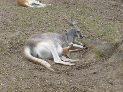 Australia 2013, P1000078