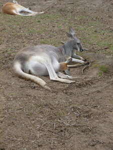 Australia 2013, P1000077