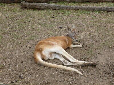 Australia 2013, P1000075