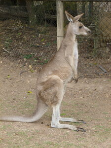 Australia 2013, P1000062