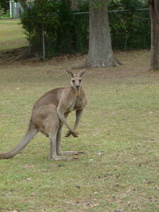 Australia 2013, P1000061