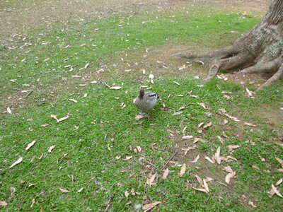 Australia 2013, P1000059