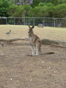 Australia 2013, P1000054